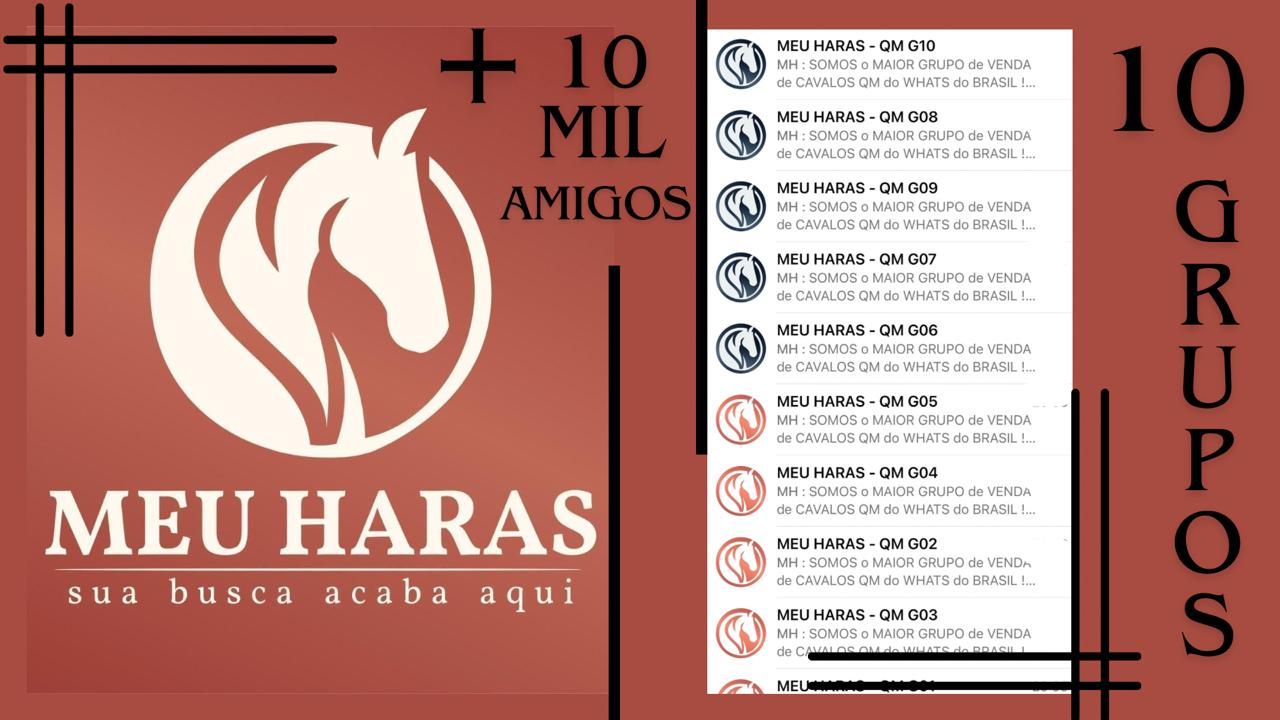 Cavalo quarto de milha - QM - Quartistas - meu haras - aqui negócios acontecem